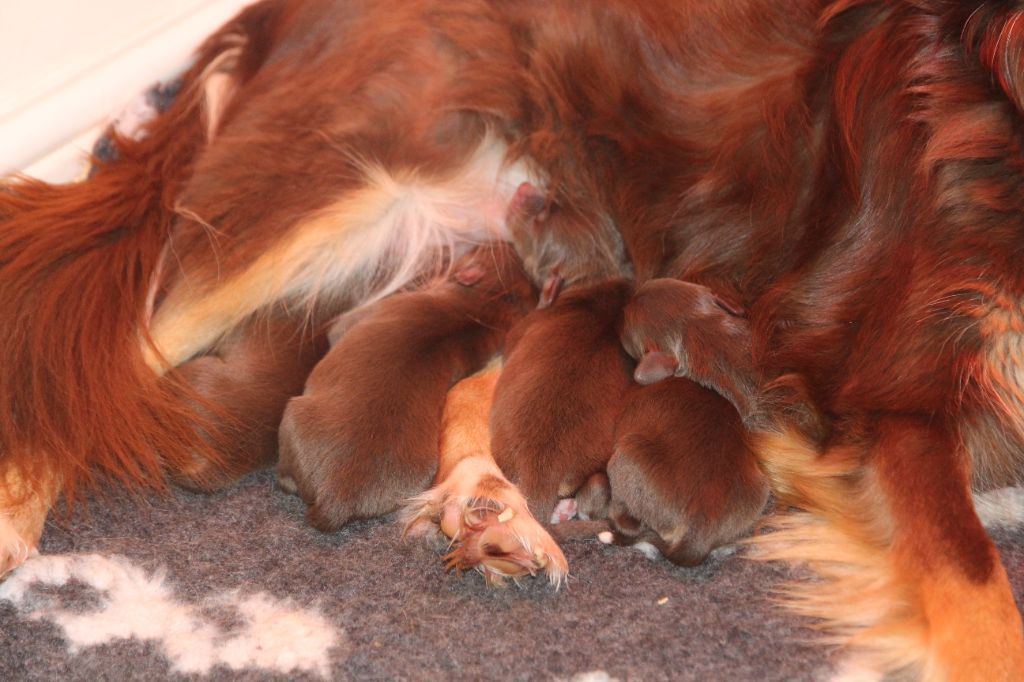 chiot Berger Américain Miniature  des Petites Symphonies