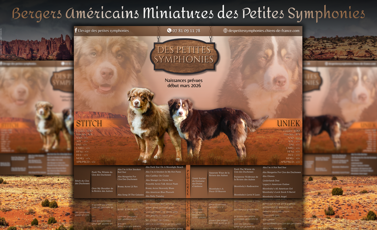 Les chiots sont arrivés.