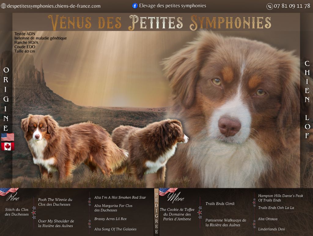 Vénus et Tzar. Les chiots sont nés.