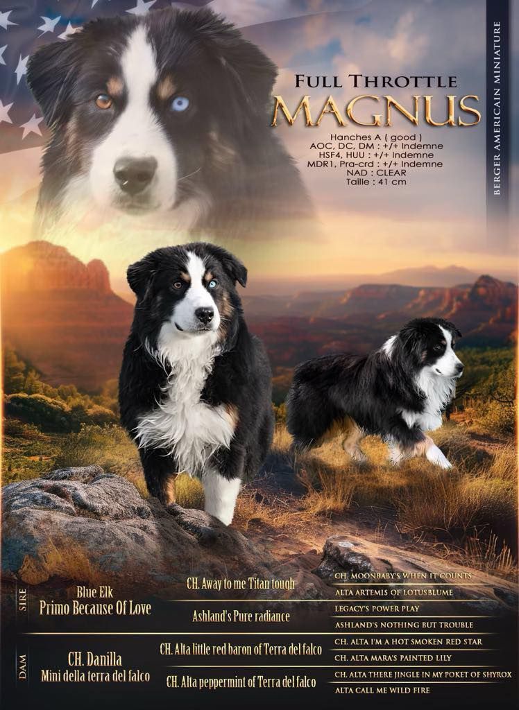 Mariage de Cookie et Magnus