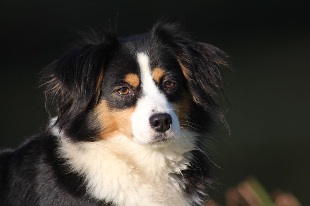 Sybelle, femelle noir tricolore