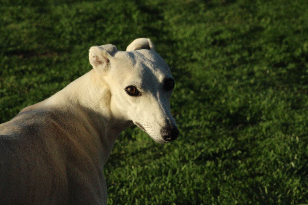 Sydonie, femelle sable