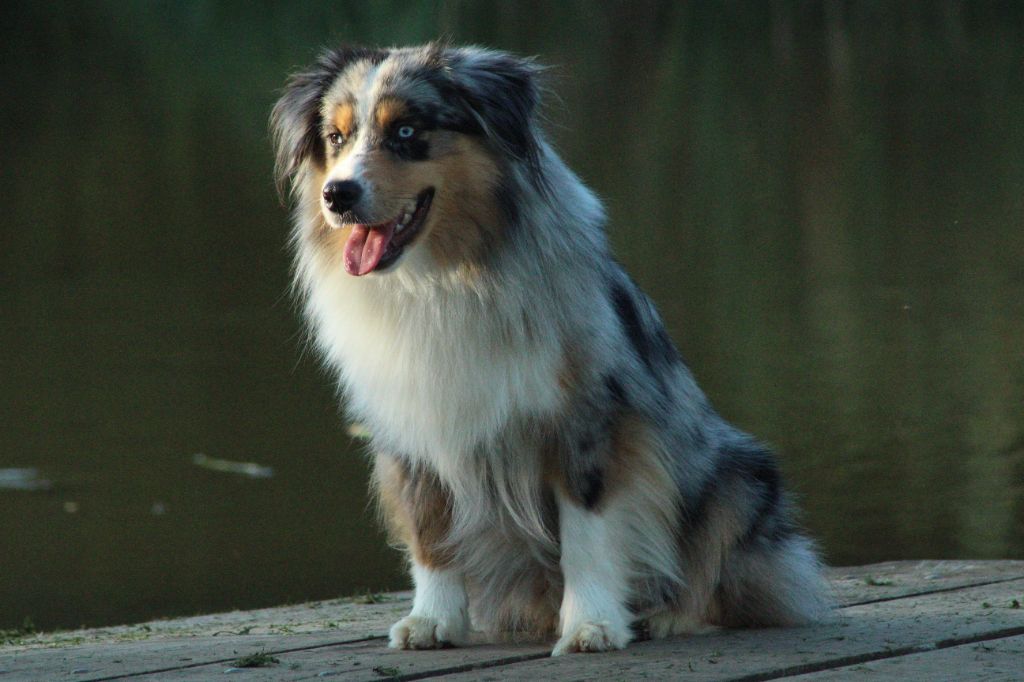  Tzar, mâle bleu merle