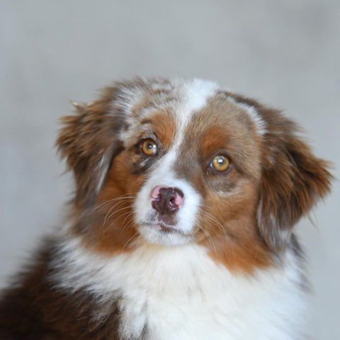  Cookie, femelle rouge merle