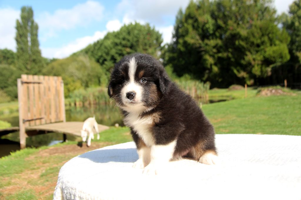 des Petites Symphonies - Chiots disponibles - Berger Américain Miniature 