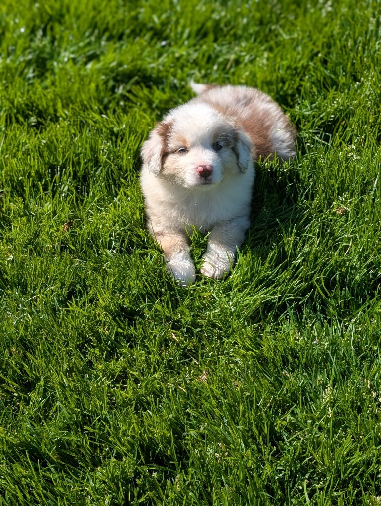 des Petites Symphonies - Chiots disponibles - Berger Américain Miniature 