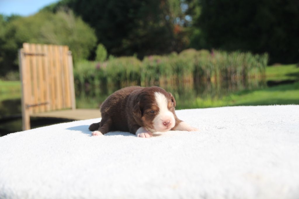 des Petites Symphonies - Chiots disponibles - Berger Américain Miniature 