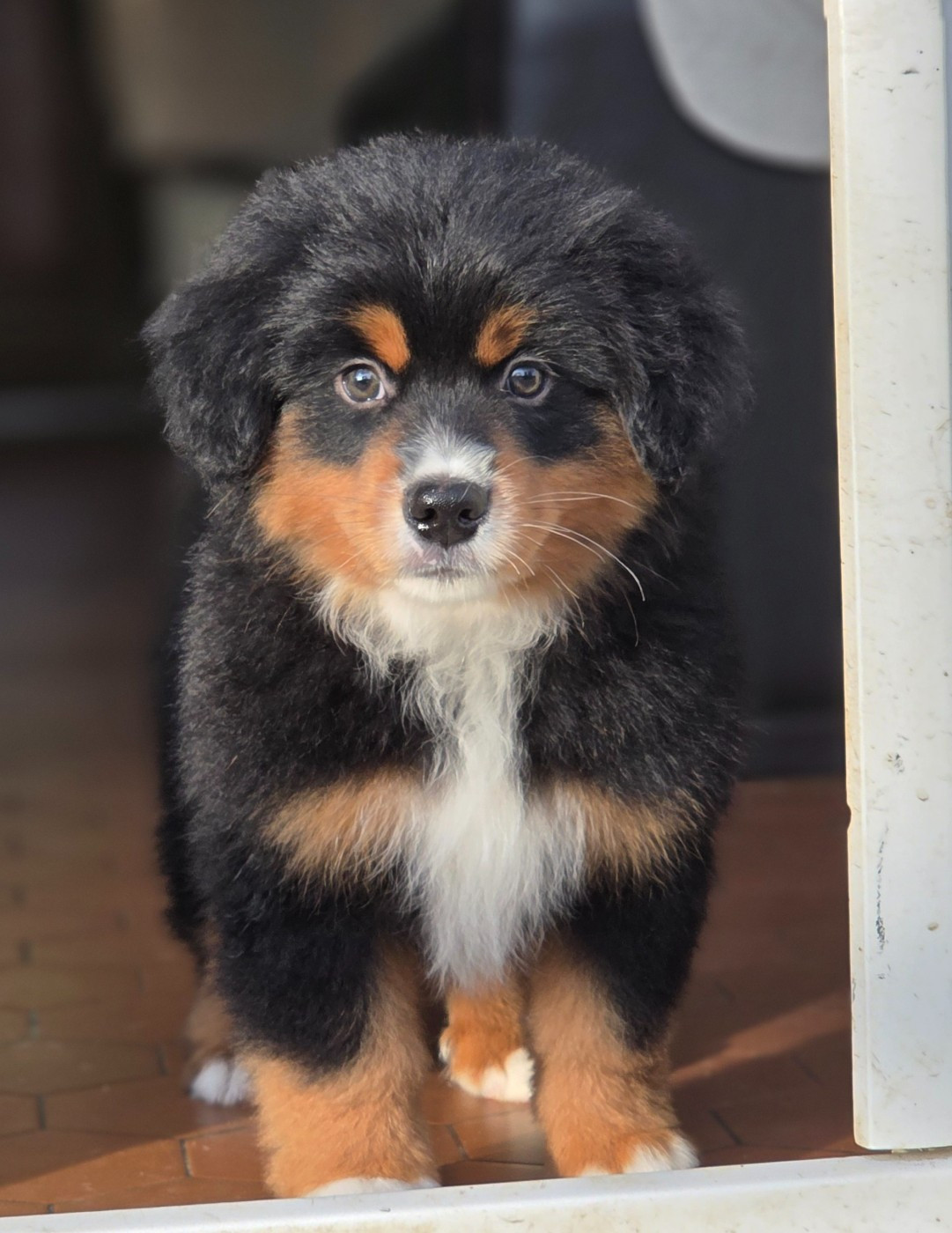 des Petites Symphonies - Chiots disponibles - Berger Américain Miniature 