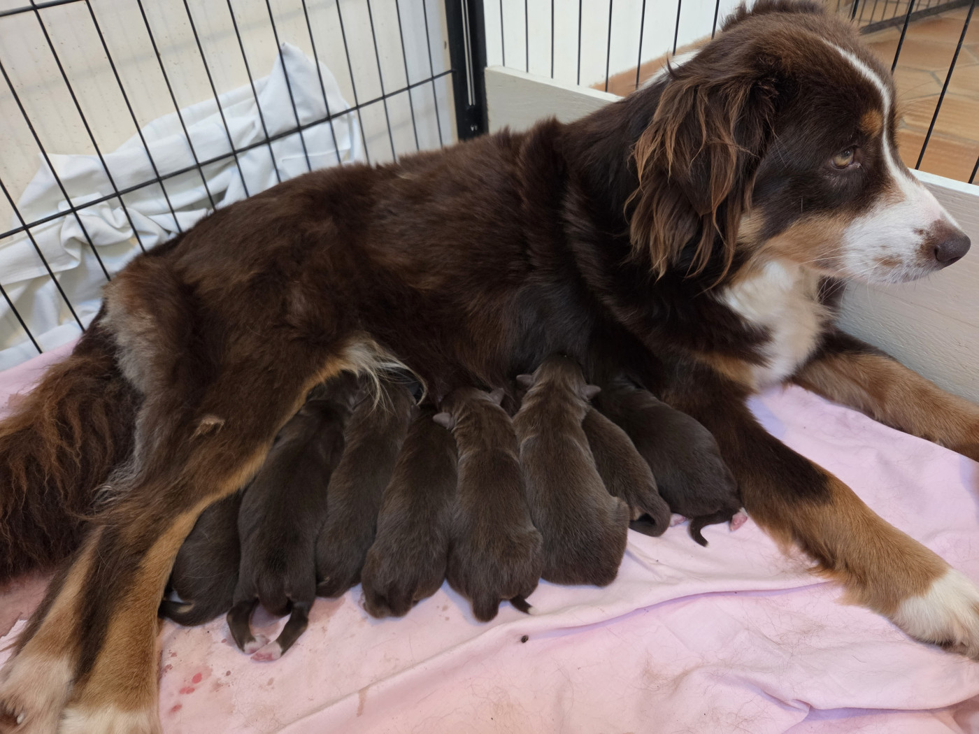 Chiot Berger Américain Miniature  des Petites Symphonies