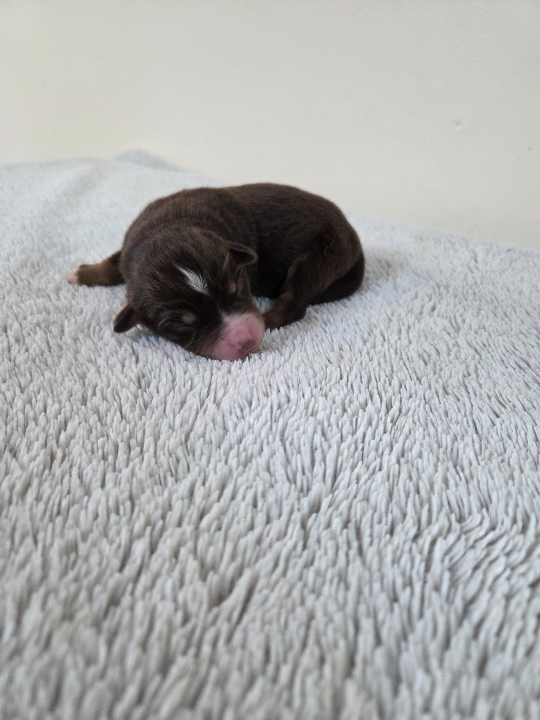 des Petites Symphonies - Chiots disponibles - Berger Américain Miniature 