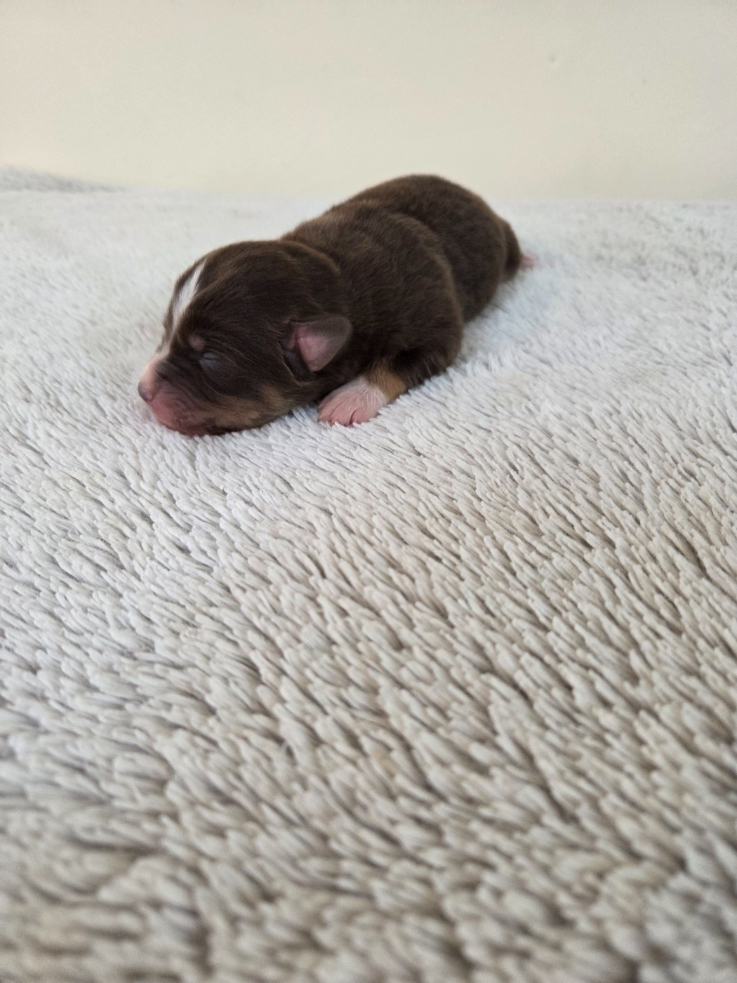 des Petites Symphonies - Chiots disponibles - Berger Américain Miniature 