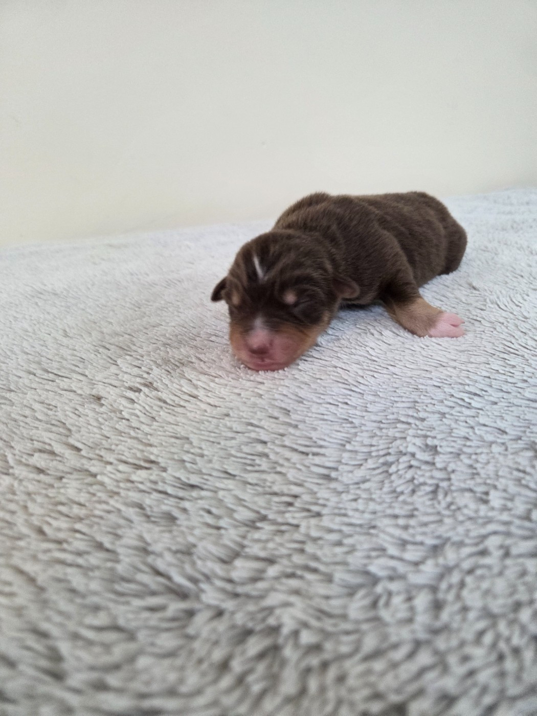 des Petites Symphonies - Chiots disponibles - Berger Américain Miniature 