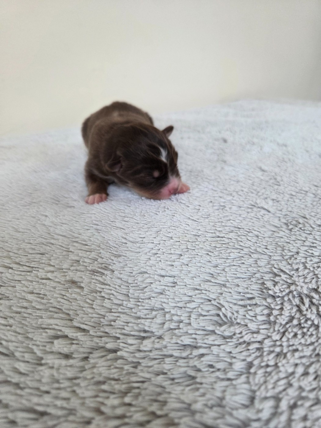 des Petites Symphonies - Chiots disponibles - Berger Américain Miniature 