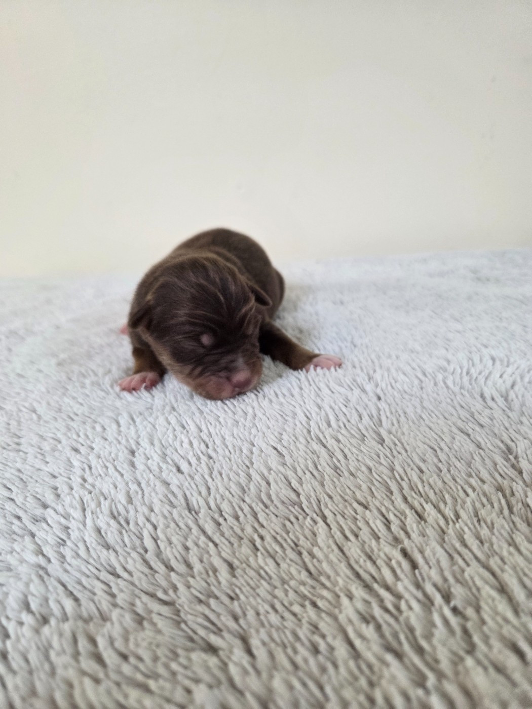 des Petites Symphonies - Chiots disponibles - Berger Américain Miniature 