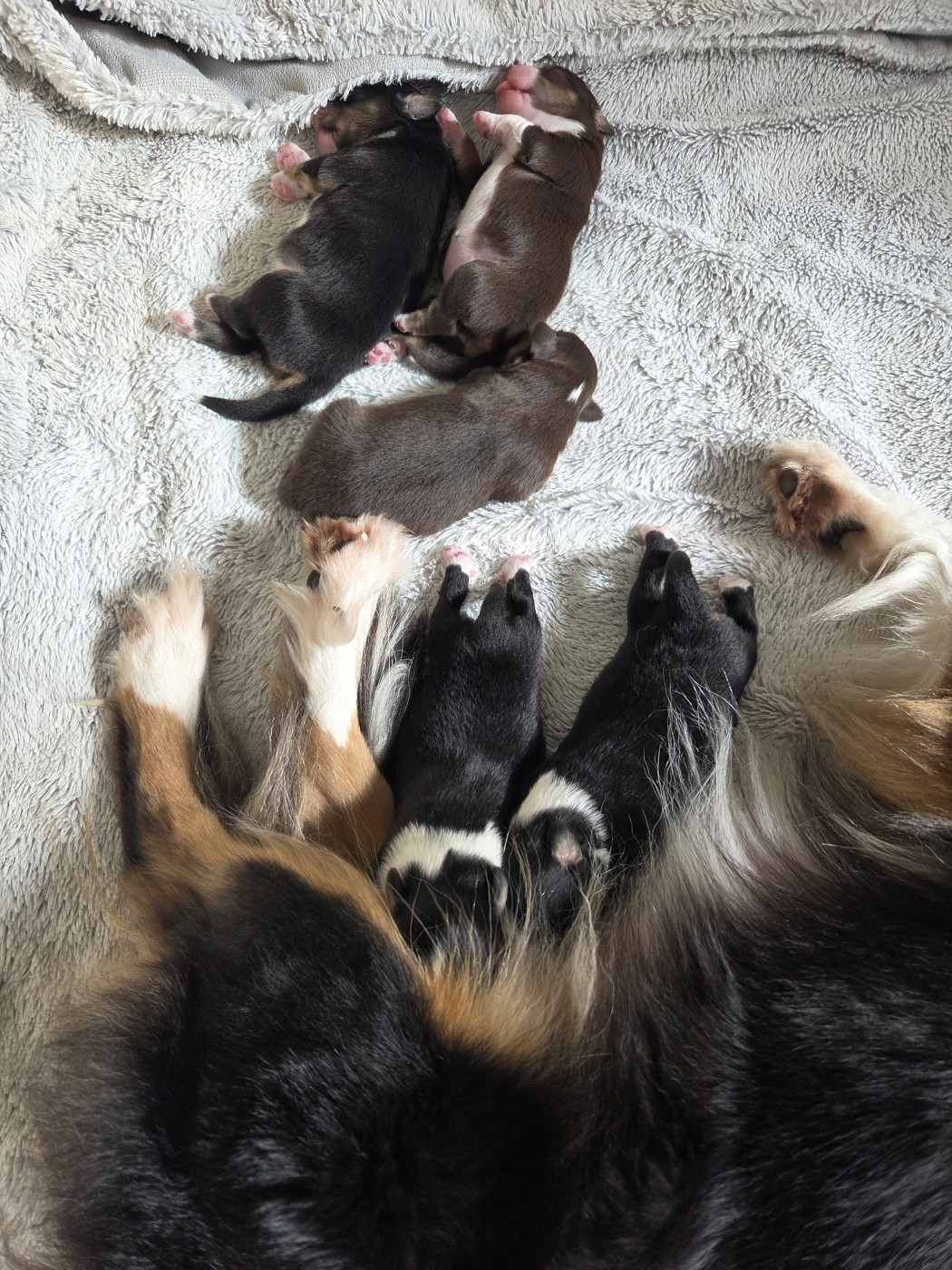 Chiot Berger Américain Miniature  des Petites Symphonies