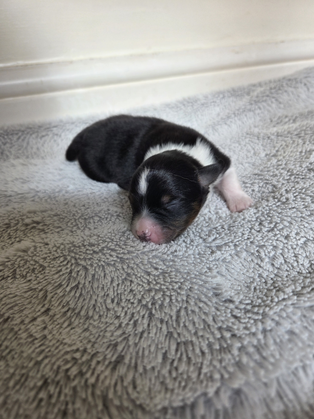 des Petites Symphonies - Chiots disponibles - Berger Américain Miniature 