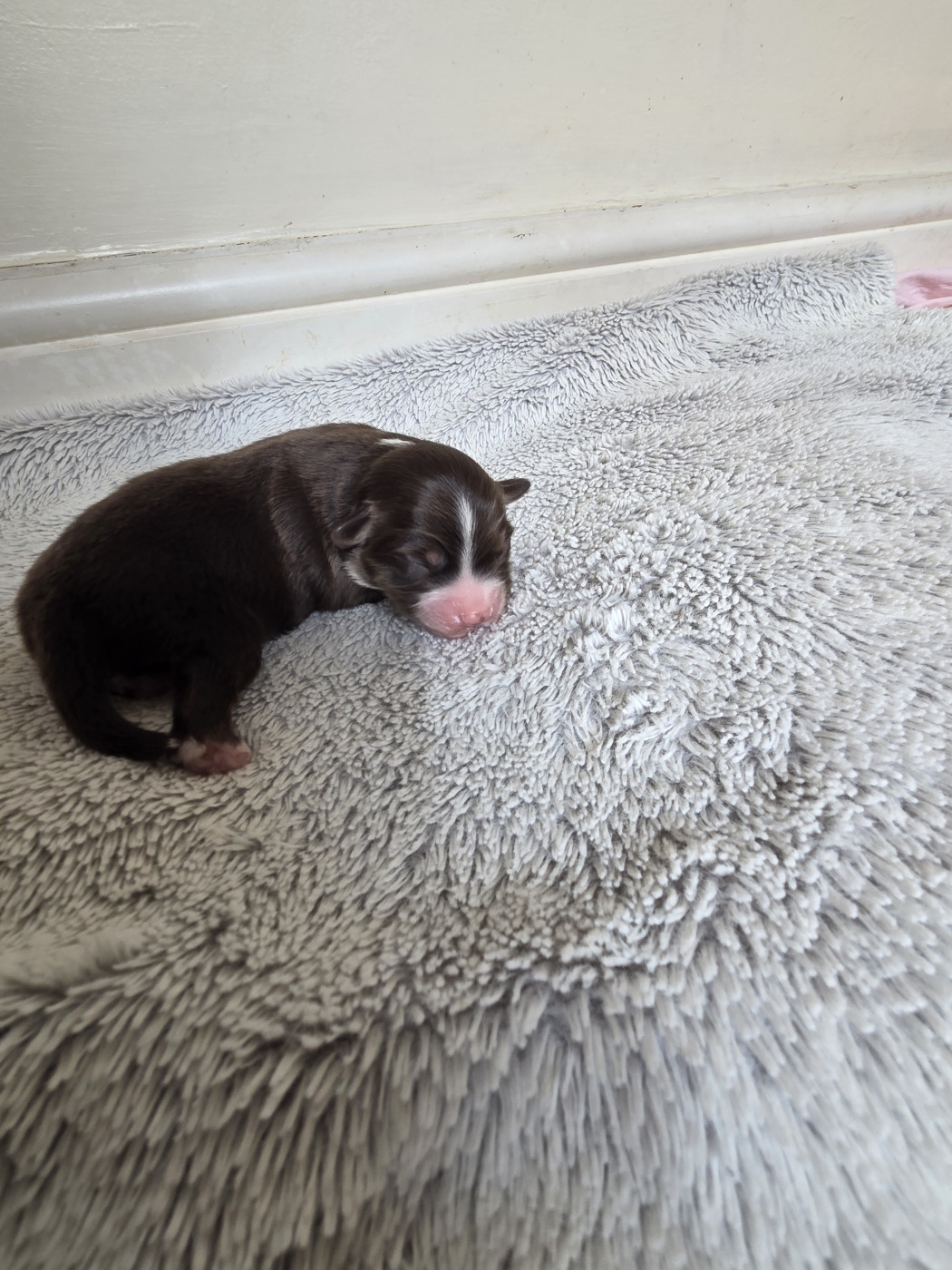 des Petites Symphonies - Chiots disponibles - Berger Américain Miniature 