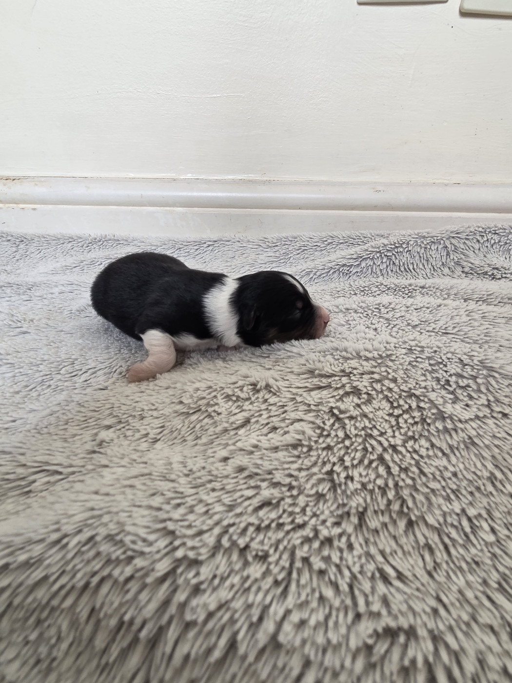 des Petites Symphonies - Chiots disponibles - Berger Américain Miniature 