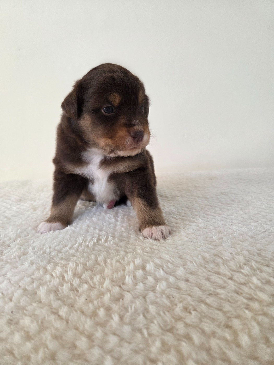 des Petites Symphonies - Chiots disponibles - Berger Américain Miniature 