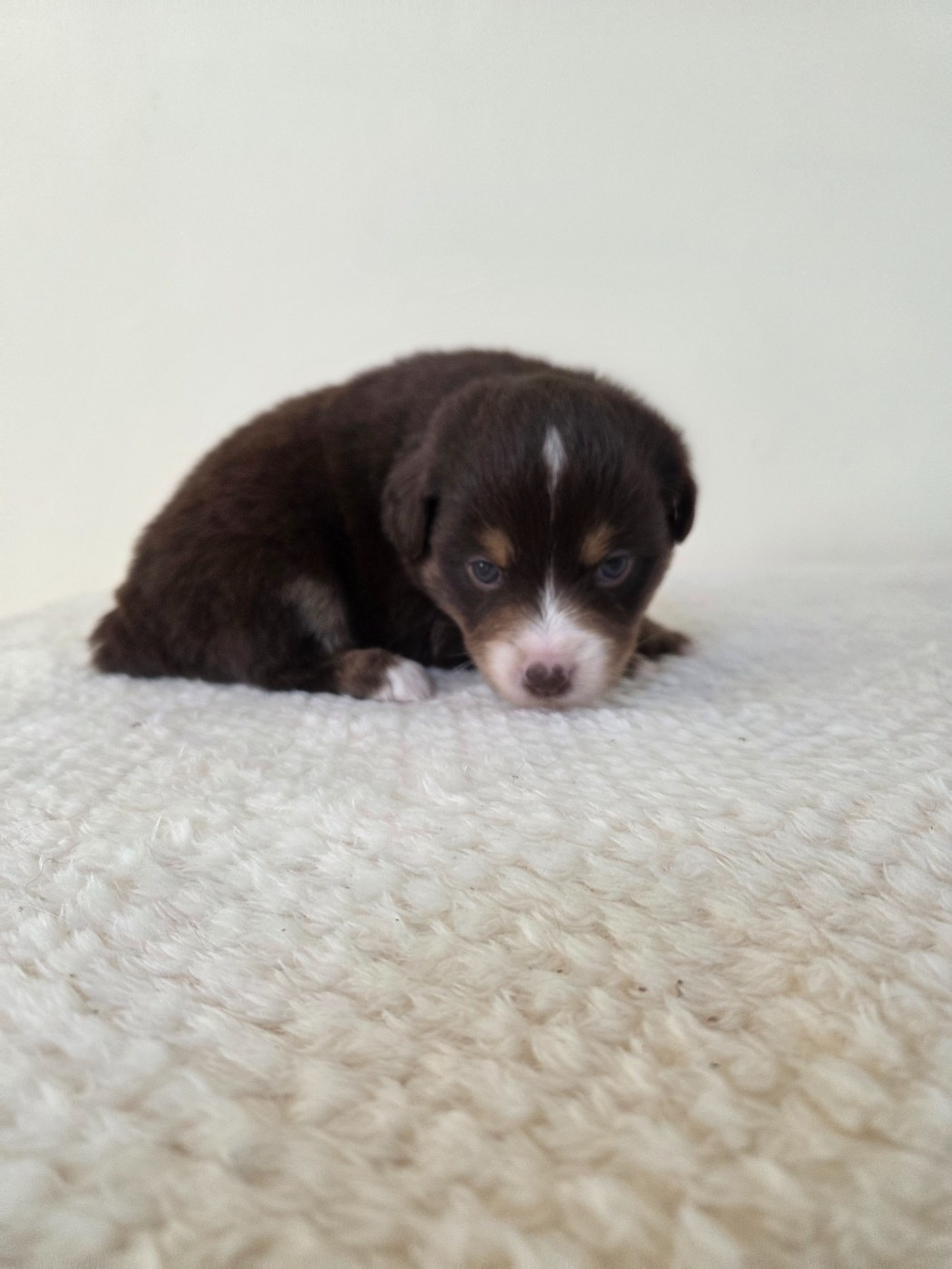 des Petites Symphonies - Chiots disponibles - Berger Américain Miniature 