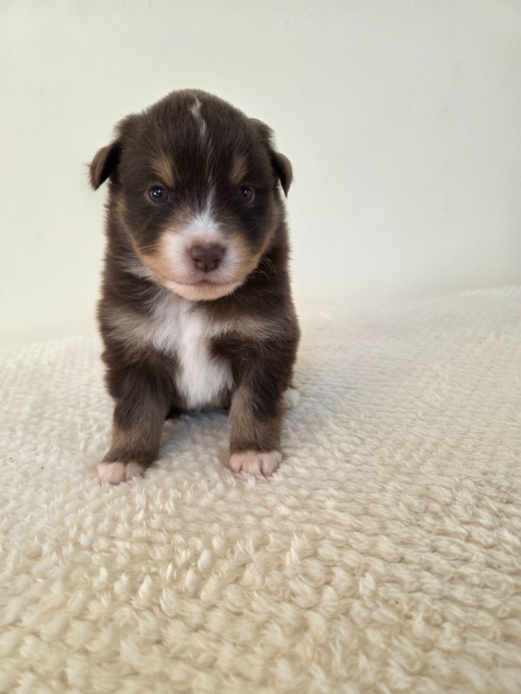 des Petites Symphonies - Chiots disponibles - Berger Américain Miniature 