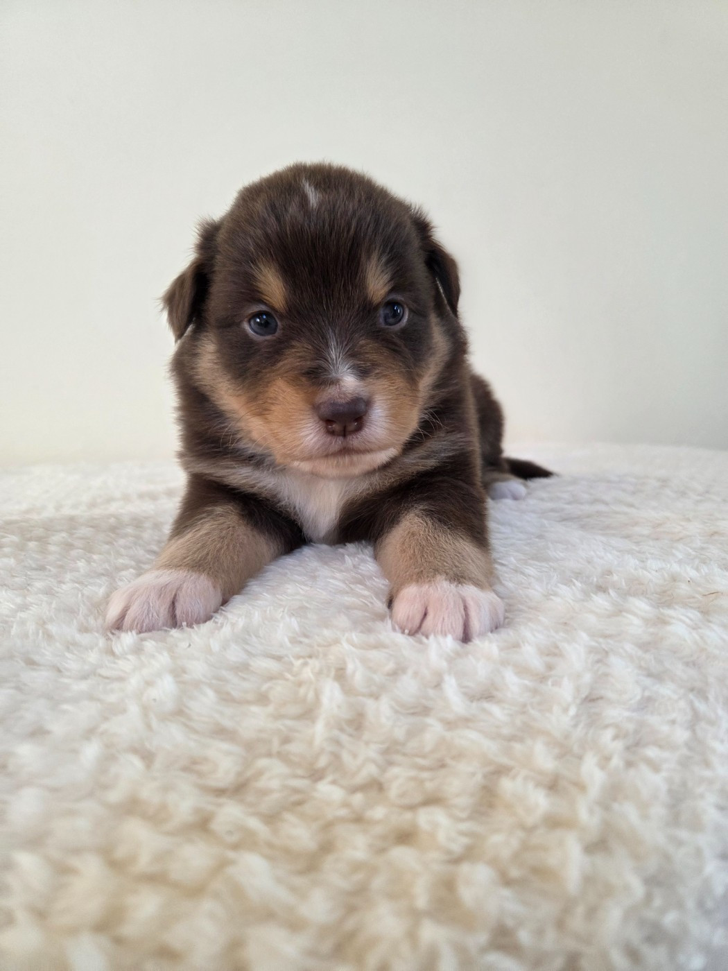 des Petites Symphonies - Chiots disponibles - Berger Américain Miniature 