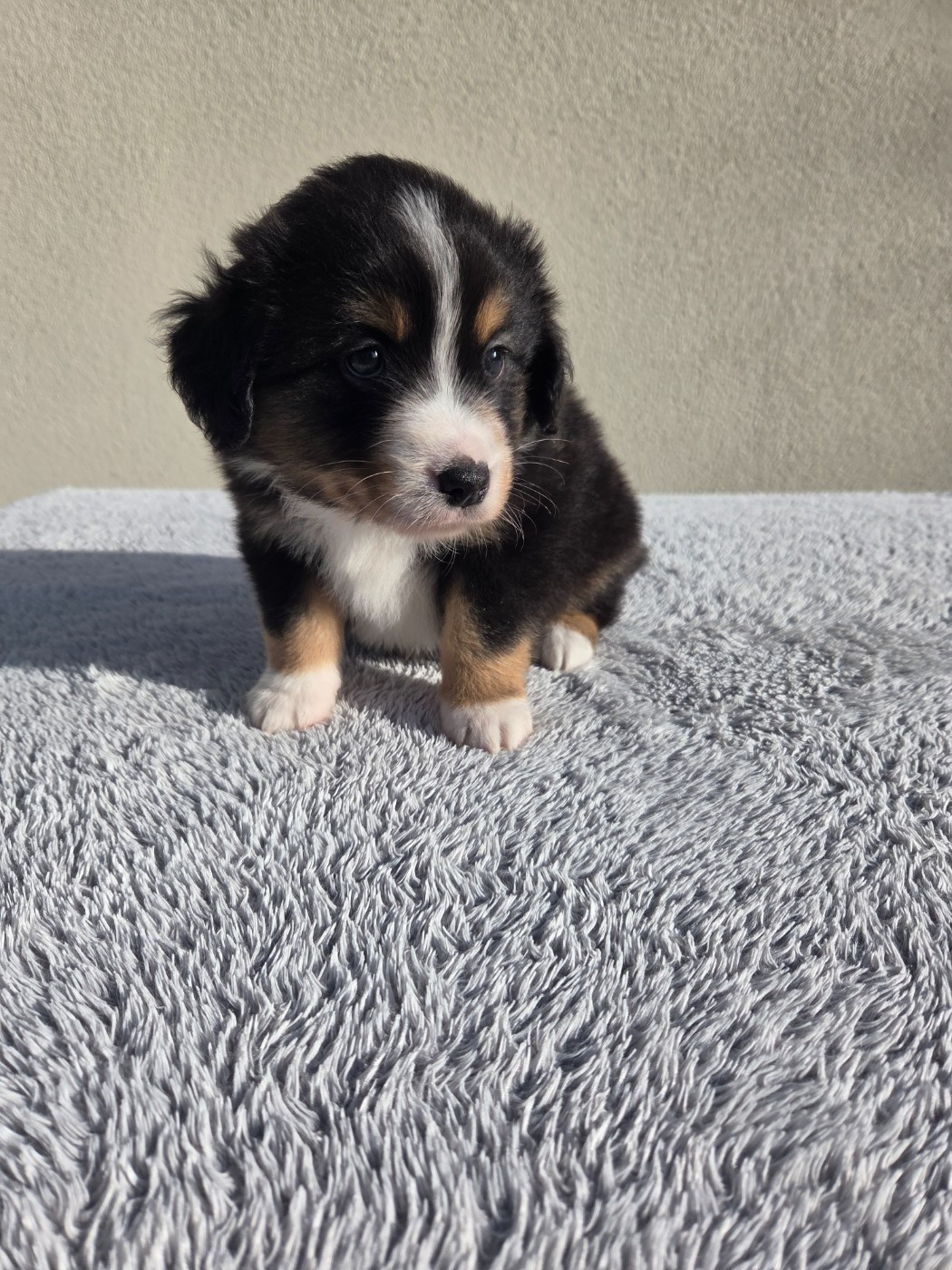 des Petites Symphonies - Chiots disponibles - Berger Américain Miniature 