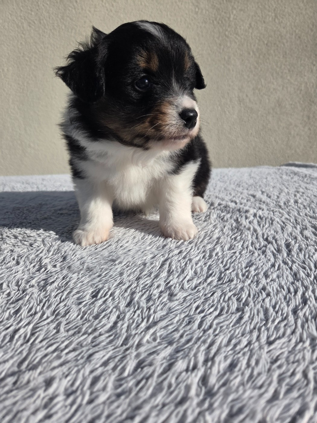 des Petites Symphonies - Chiots disponibles - Berger Américain Miniature 