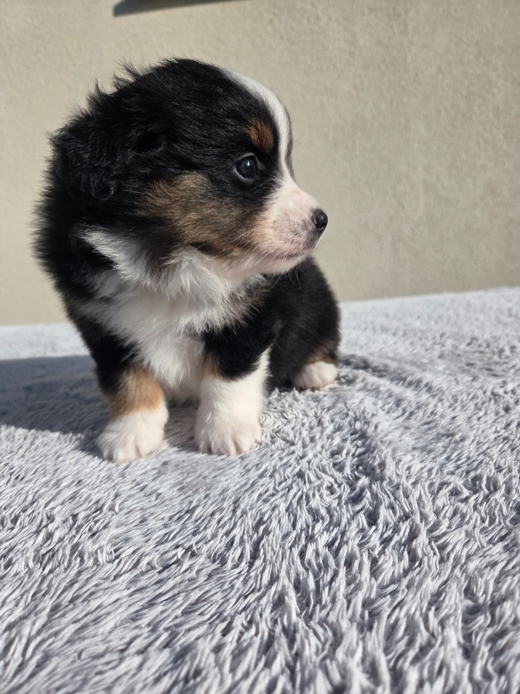 des Petites Symphonies - Chiots disponibles - Berger Américain Miniature 