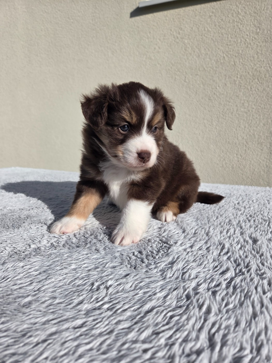 des Petites Symphonies - Chiots disponibles - Berger Américain Miniature 