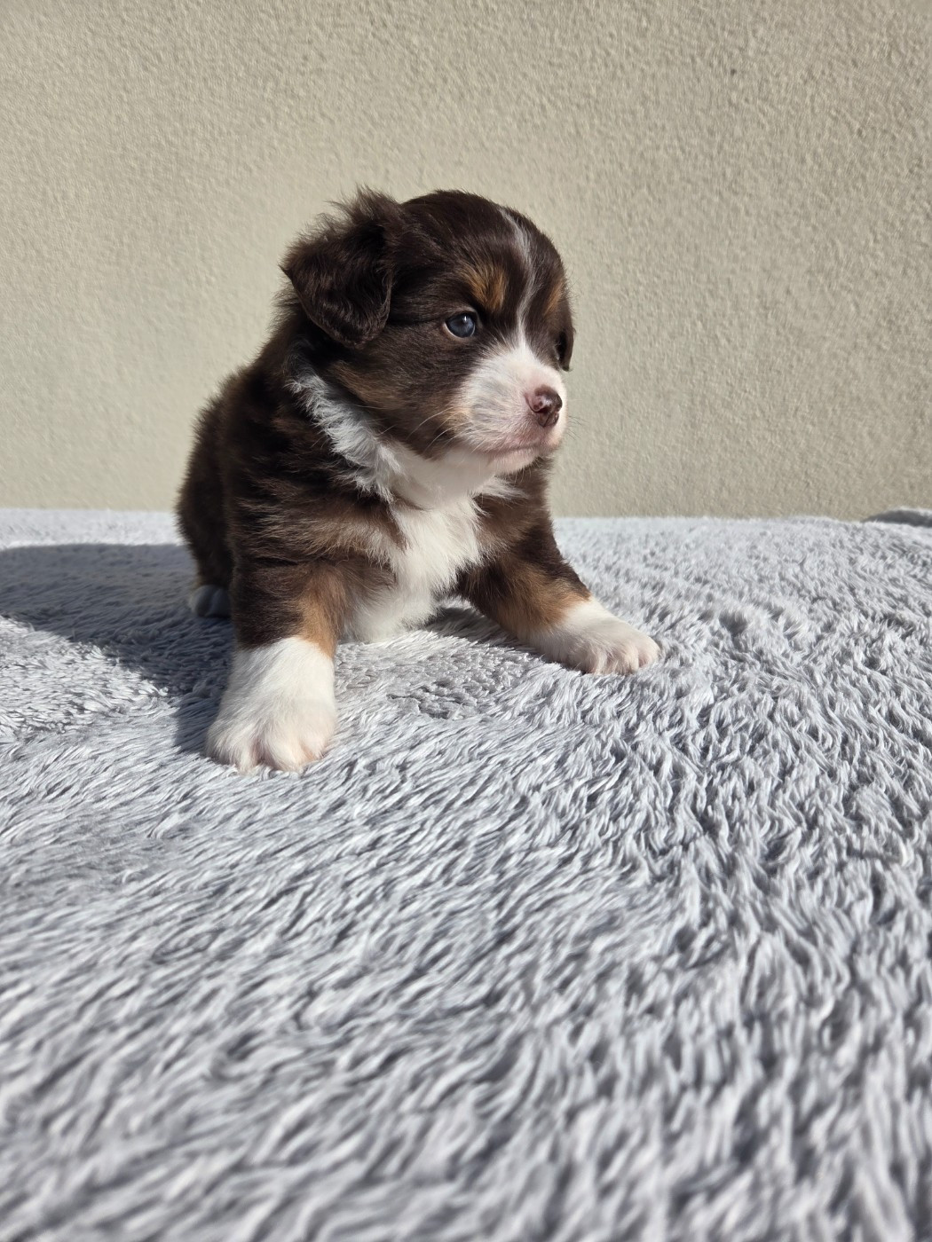 des Petites Symphonies - Chiots disponibles - Berger Américain Miniature 