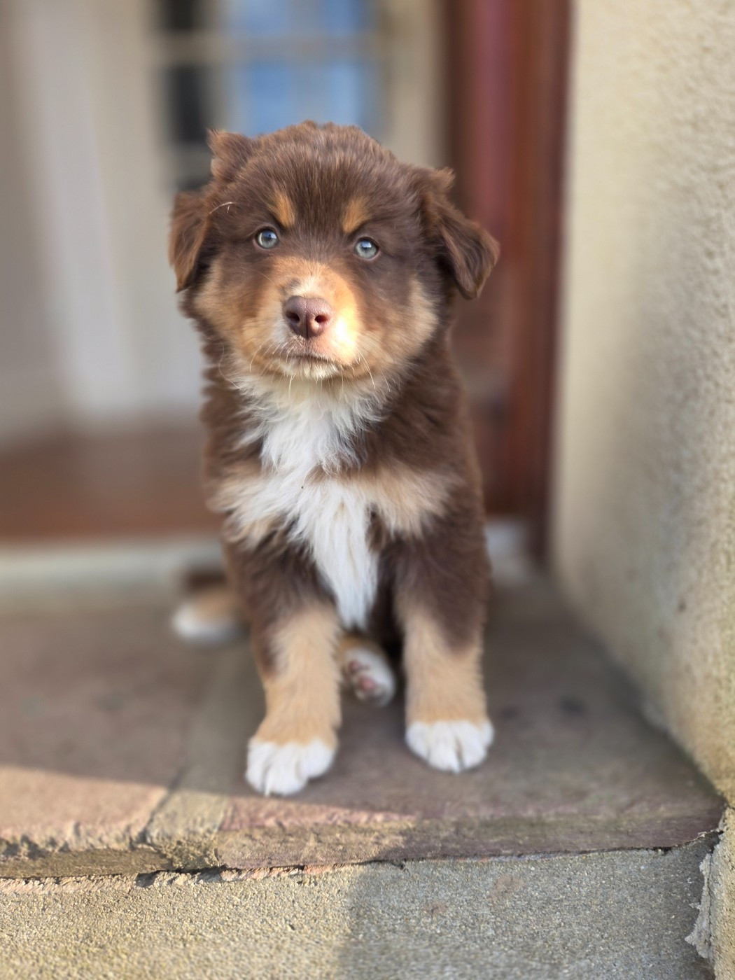 des Petites Symphonies - Chiots disponibles - Berger Américain Miniature 
