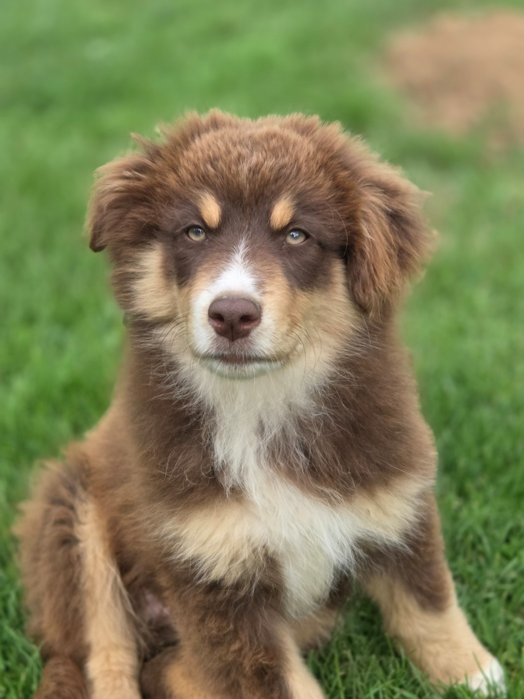 des Petites Symphonies - Chiots disponibles - Berger Américain Miniature 