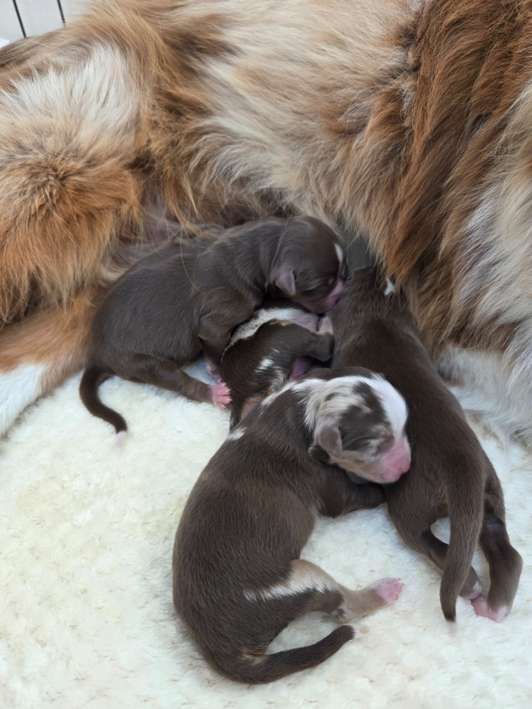 des Petites Symphonies - Chiots disponibles - Berger Américain Miniature 