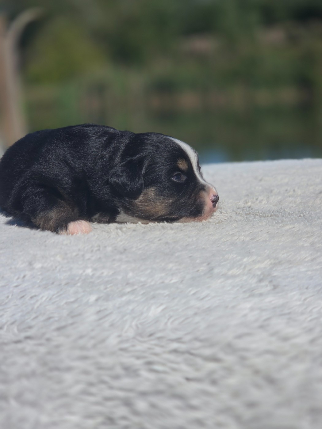 des Petites Symphonies - Chiots disponibles - Berger Américain Miniature 