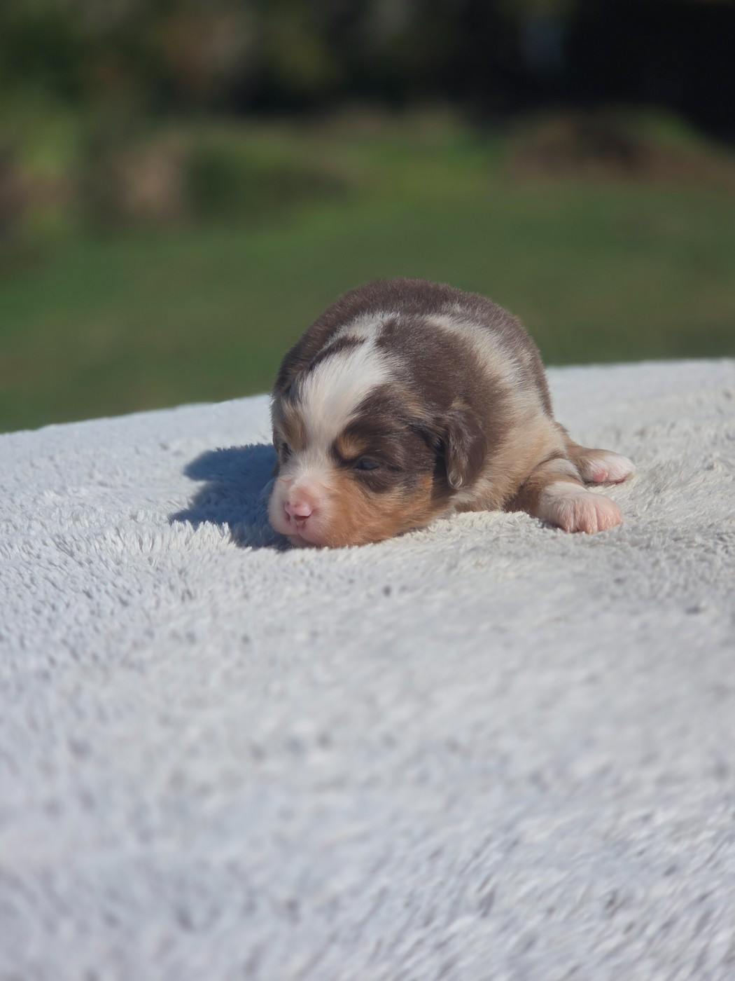 des Petites Symphonies - Chiots disponibles - Berger Américain Miniature 