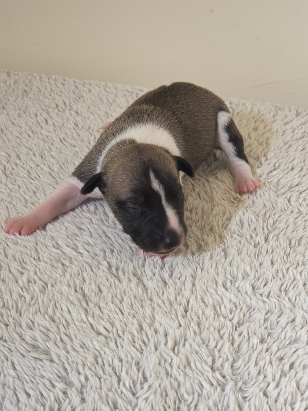 des Petites Symphonies - Chiots disponibles - Whippet