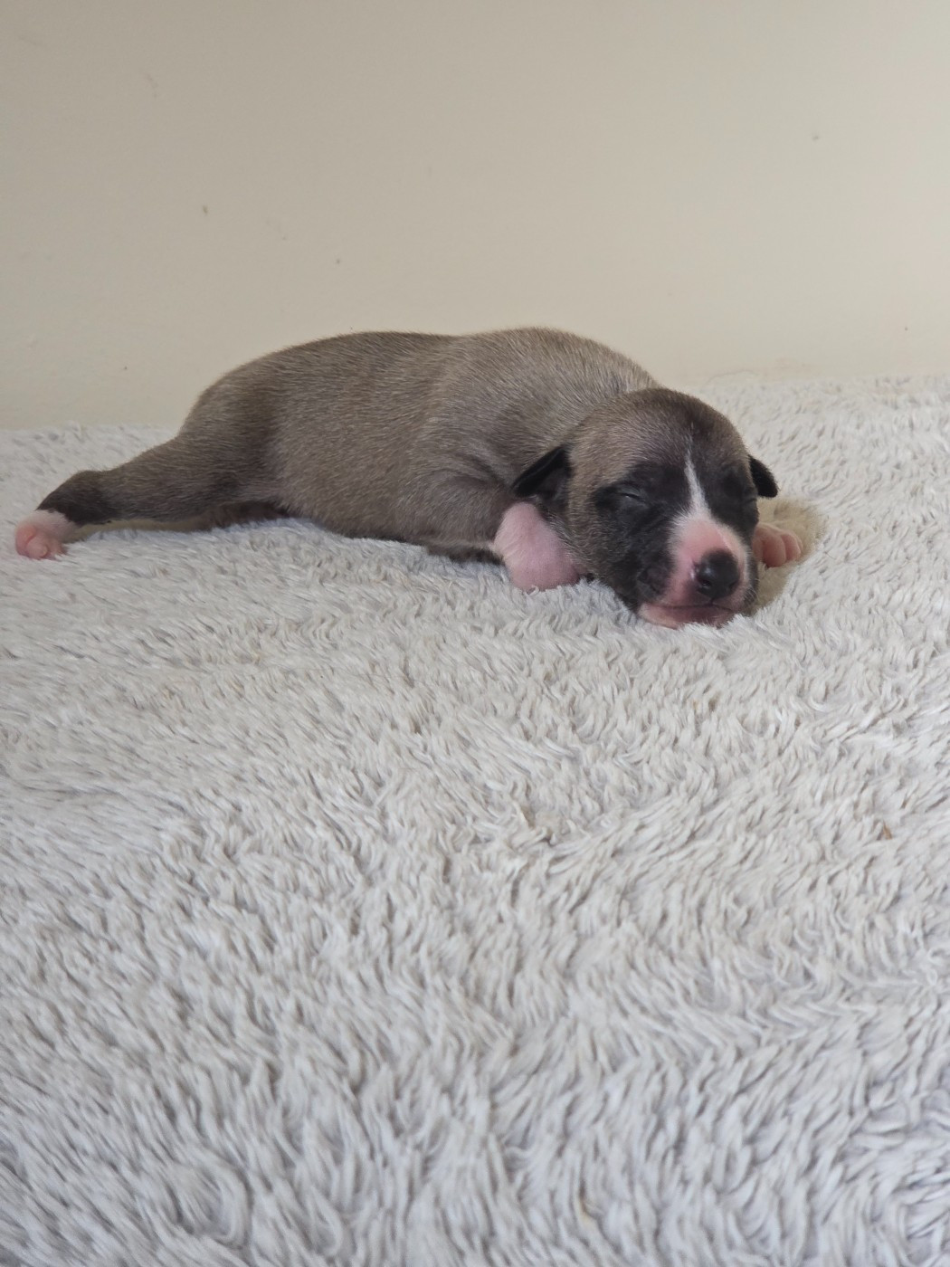 des Petites Symphonies - Chiots disponibles - Whippet
