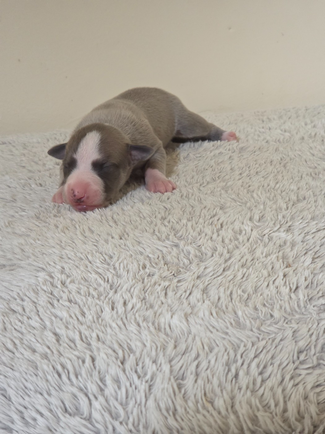des Petites Symphonies - Chiots disponibles - Whippet