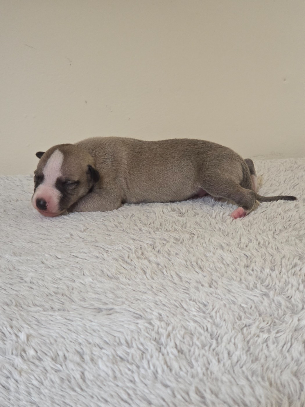 des Petites Symphonies - Chiots disponibles - Whippet