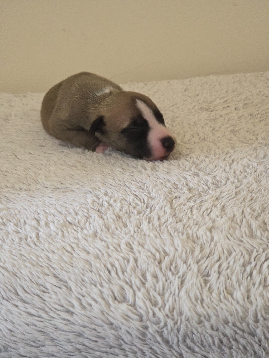 des Petites Symphonies - Chiots disponibles - Whippet