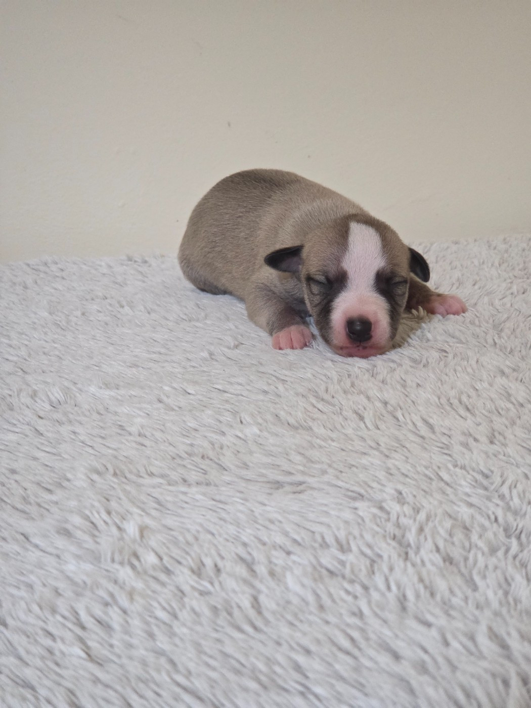 des Petites Symphonies - Chiots disponibles - Whippet