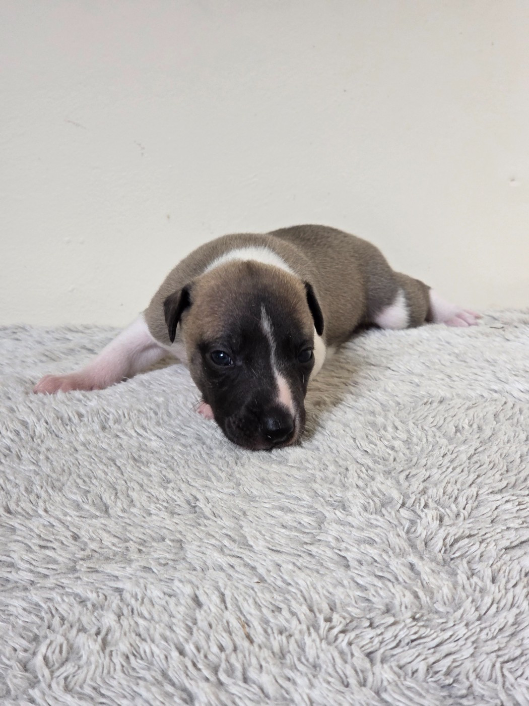des Petites Symphonies - Chiots disponibles - Whippet