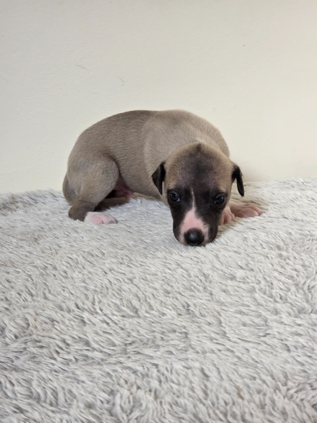 des Petites Symphonies - Chiots disponibles - Whippet