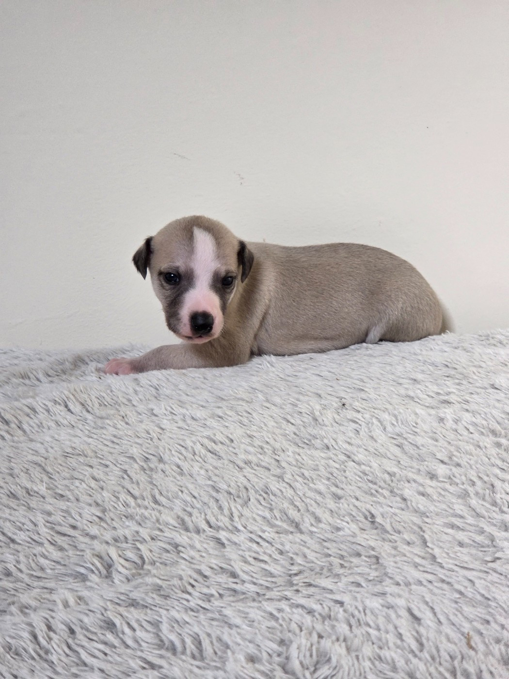 des Petites Symphonies - Chiots disponibles - Whippet