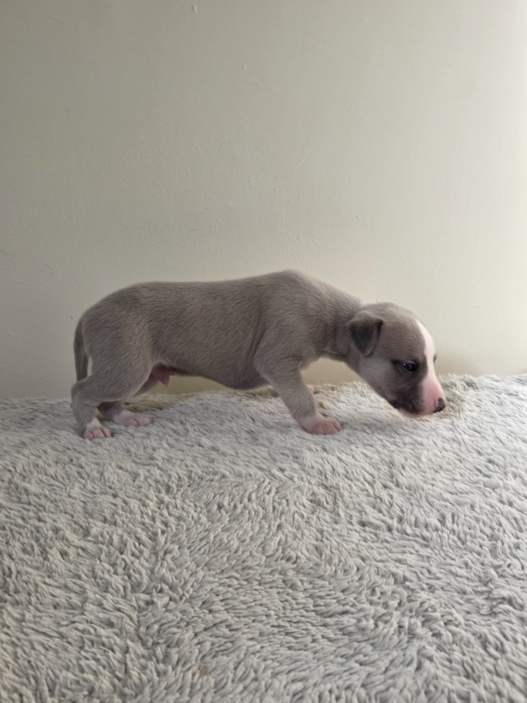 des Petites Symphonies - Chiots disponibles - Whippet
