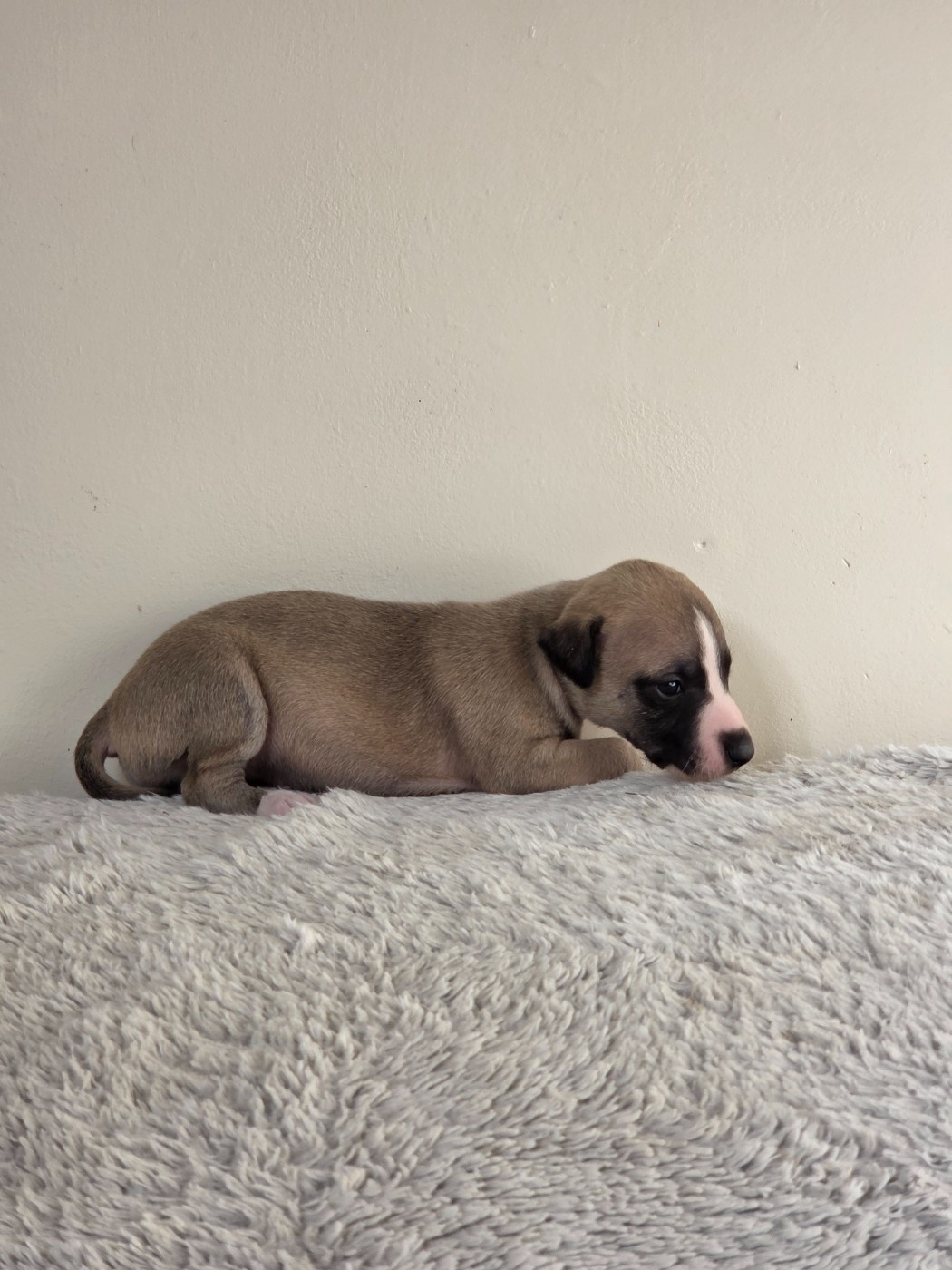 des Petites Symphonies - Chiots disponibles - Whippet