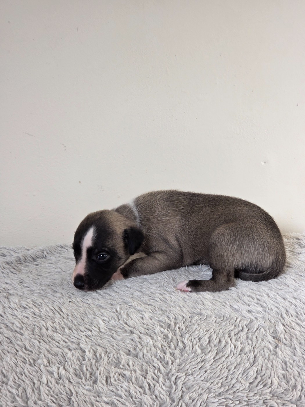 des Petites Symphonies - Chiots disponibles - Whippet