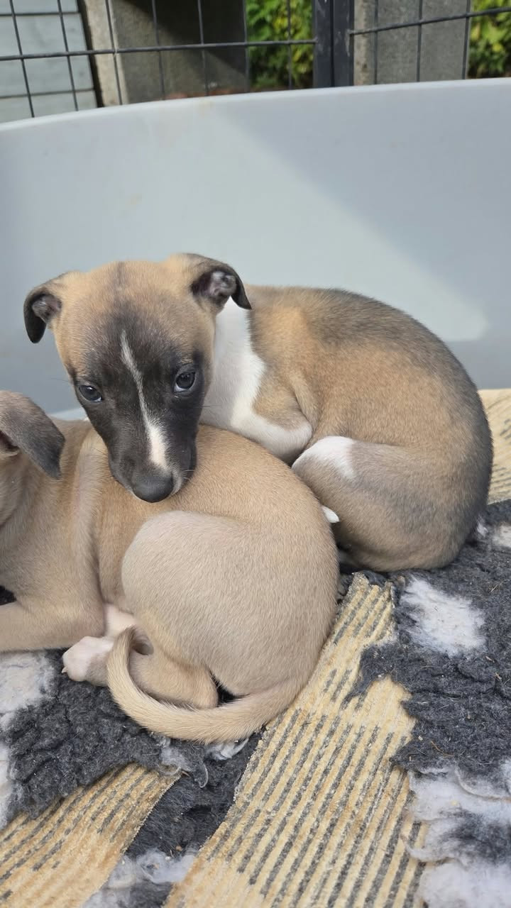 des Petites Symphonies - Chiots disponibles - Whippet