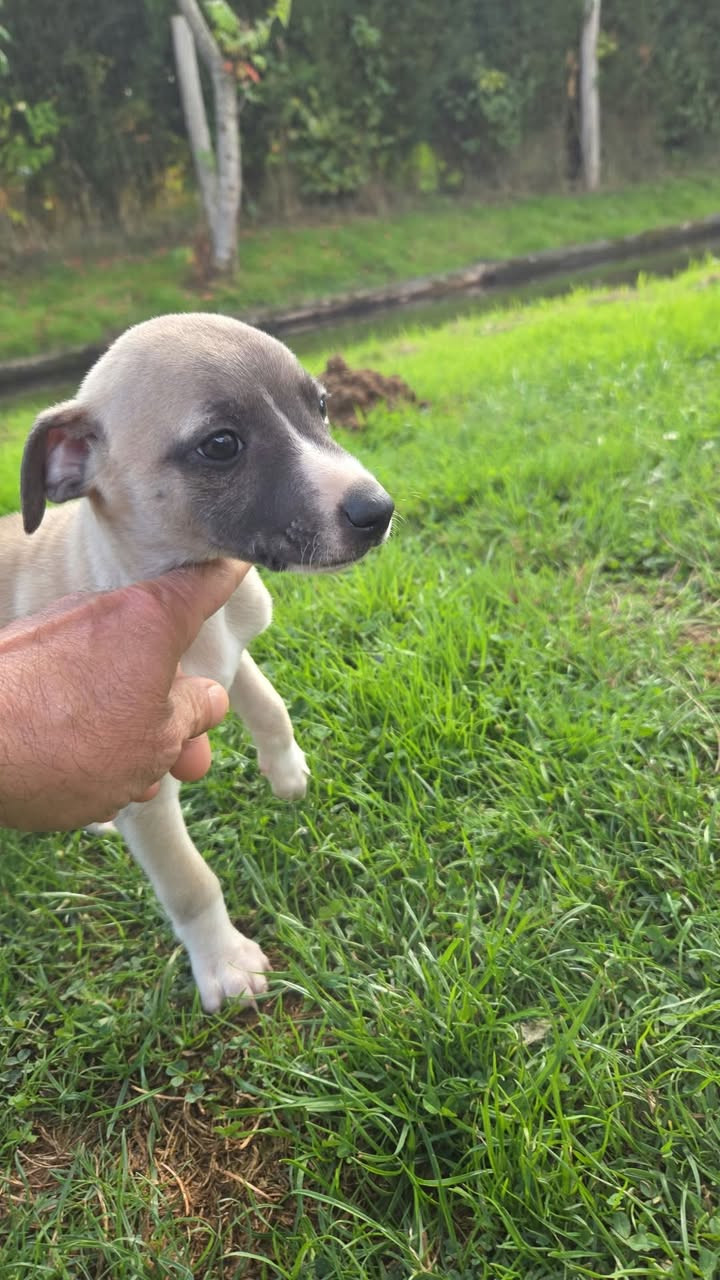 des Petites Symphonies - Chiots disponibles - Whippet